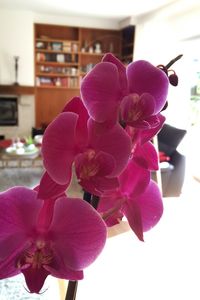 Close-up of pink orchid flower