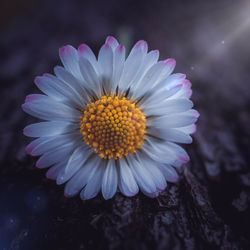 Close-up of purple flower on field