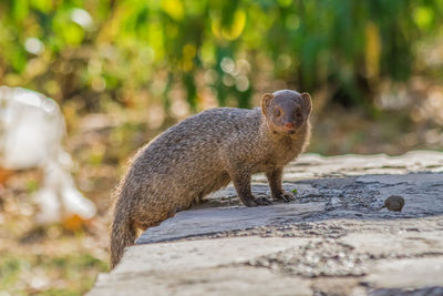 Close-up of a lizard on rock