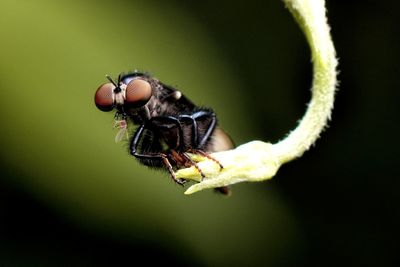 Close-up of insect on leaf