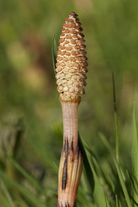 The field horsetail or common horsetail