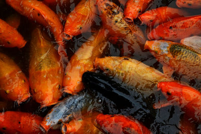 High angle view of koi carps swimming in pond