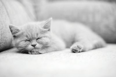 Close-up of cat sleeping on sofa