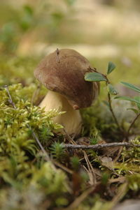 Close-up of mushroom growing on field