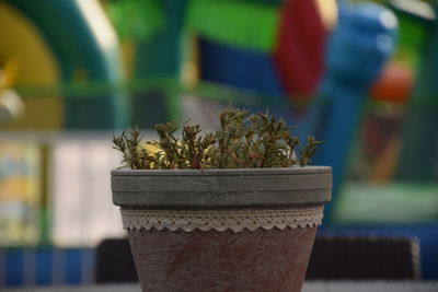 Close-up of potted plant