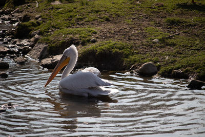 Swan swimming in lake