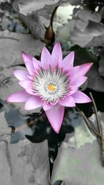 Close-up of pink water lily blooming outdoors