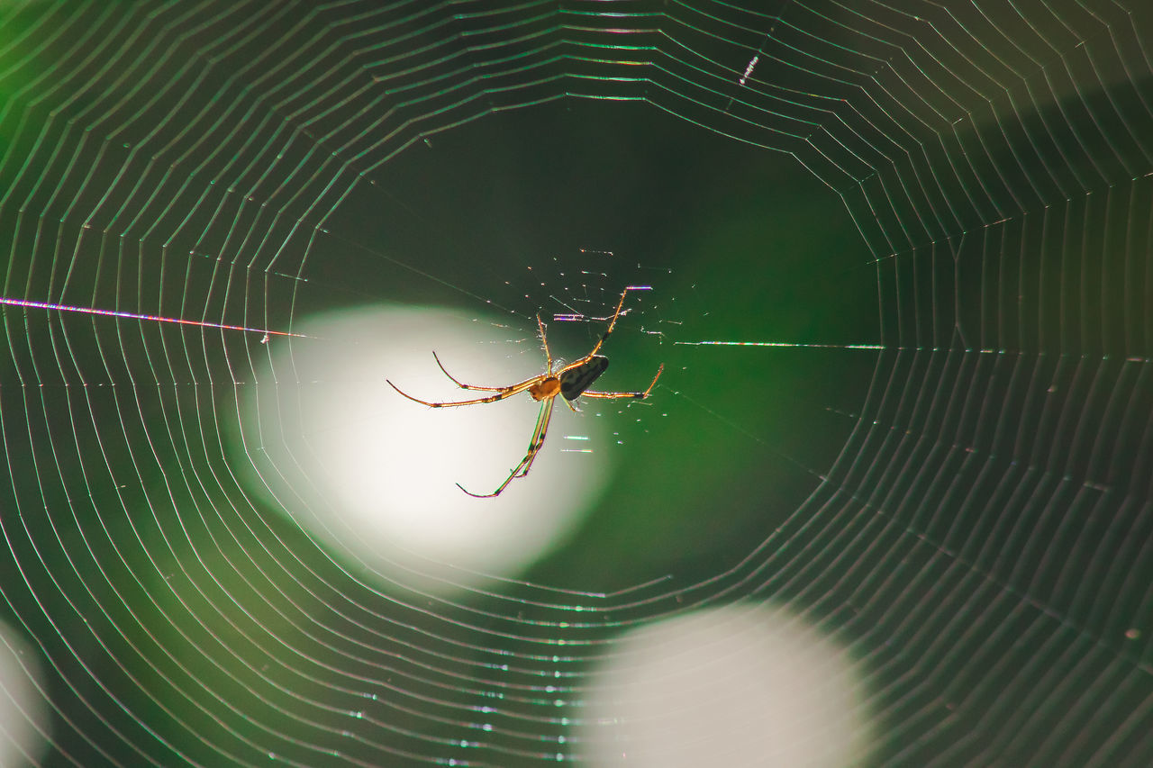 VIEW OF SPIDER WEB