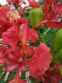 Close-up of red flowering plant