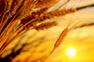 Close-up of wheat plant against sky