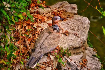 Close-up of dove perching on rock