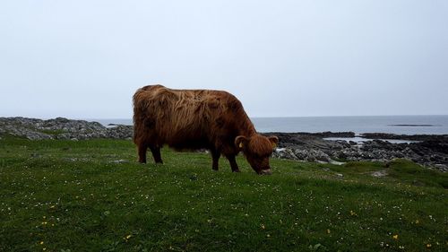 Lion standing in a field