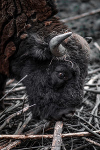 Close-up of an animal lying on land