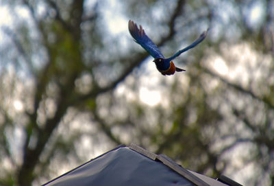 Low angle view of bird flying against trees