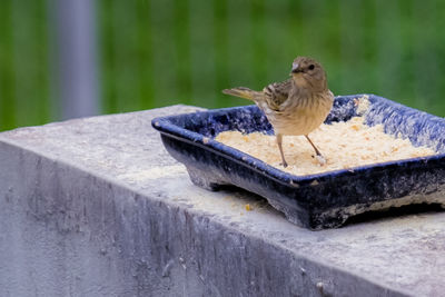 Close-up of bird perching on retaining wall