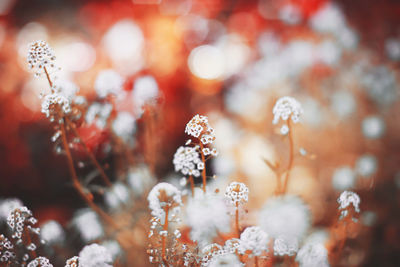 Close-up of frozen flowering plants during winter