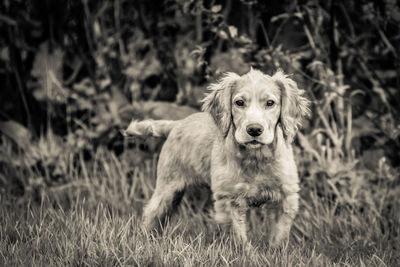 Portrait of dog sitting on field