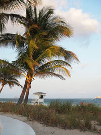 Palm trees on beach against sky