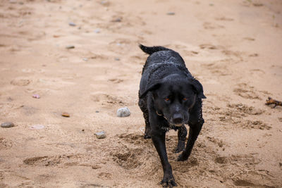 Portrait of dog on beach