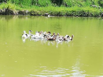 Ducks swimming in lake