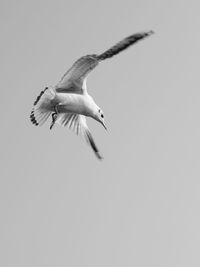 Low angle view of seagull flying