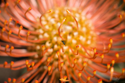 Close-up of flowers