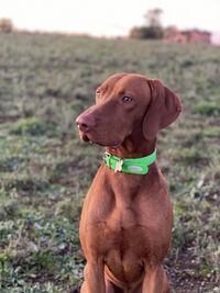 Dog looking away on field vizsla 