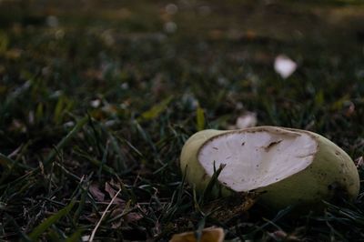 Close-up of mushroom growing on field