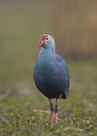 Close-up of bird perching on field