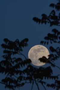 Low angle view of silhouette tree against sky at night