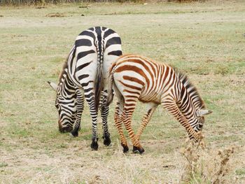 Zebras standing on field