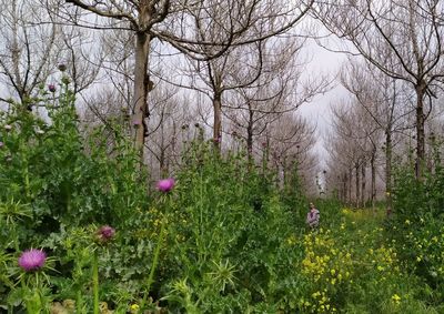 Flowering plants and trees in forest