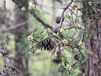 Close-up of butterfly on pine tree