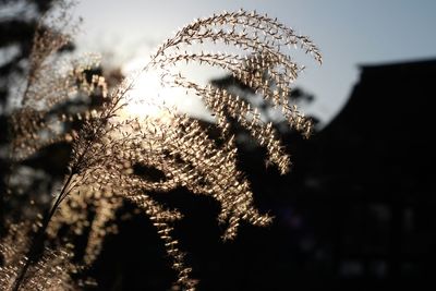 Close-up of plant against blurred background