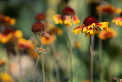 Close-up of orange flowers blooming outdoors