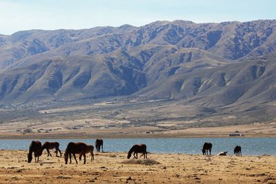 View of horses on landscape