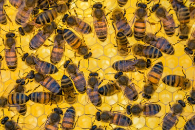 Close-up of bee on yellow pollen