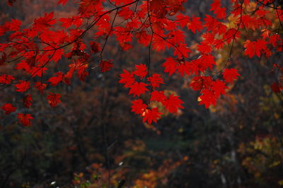 Close-up of maple leaves on tree