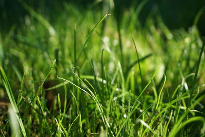 Close-up of wet grass