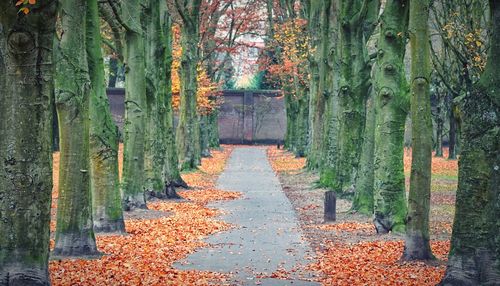 Footpath amidst trees in forest during autumn