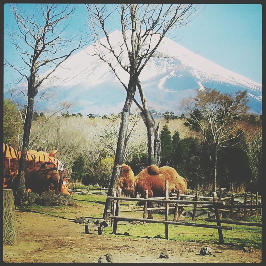 MT.FUJI