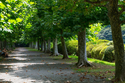 Road passing through forest