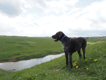 View of a dog on field