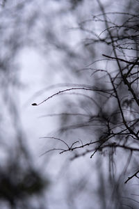 Close-up of bird flying against sky