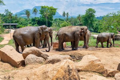 Elephant group in sri lanka