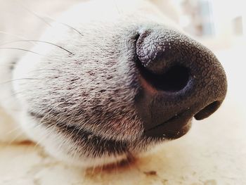 Close-up of dog