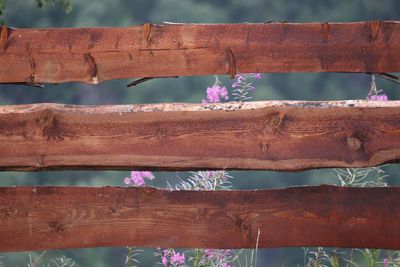 Close-up of wooden fence against plants