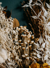 Close-up of dried plant