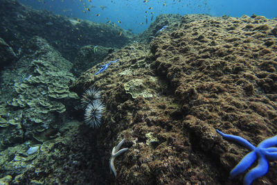 Reef near phi phi don island in krabi, thailand