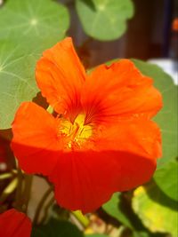 Close-up of fresh flowers